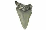 Bargain, Fossil Megalodon Tooth - Serrated Blade #295405-1